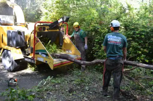 tree services Ladera Heights